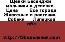 Щенки Басенджи ,мальчики и девочки › Цена ­ 1 - Все города Животные и растения » Собаки   . Липецкая обл.